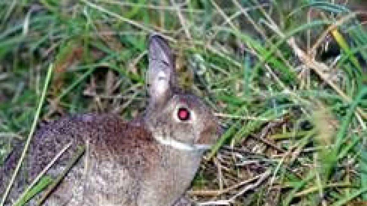 La población de conejos de monte se ha reducido a apenas un 5% desde la aparición de la mixomatosis