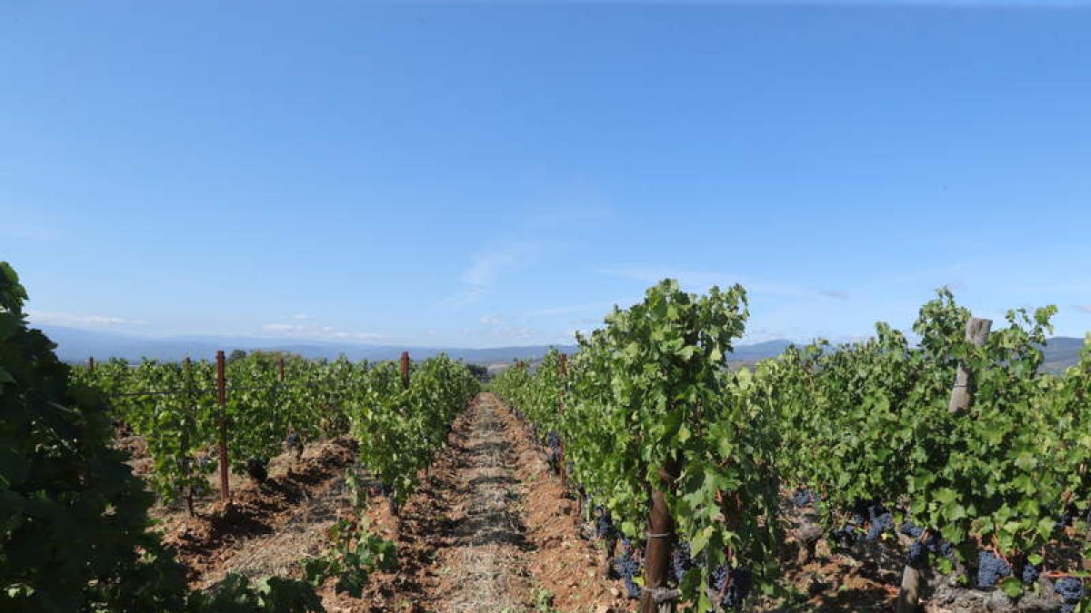 Un viñedo del Bierzo, en una imagen del pasado verano. ANA F. BARREDO