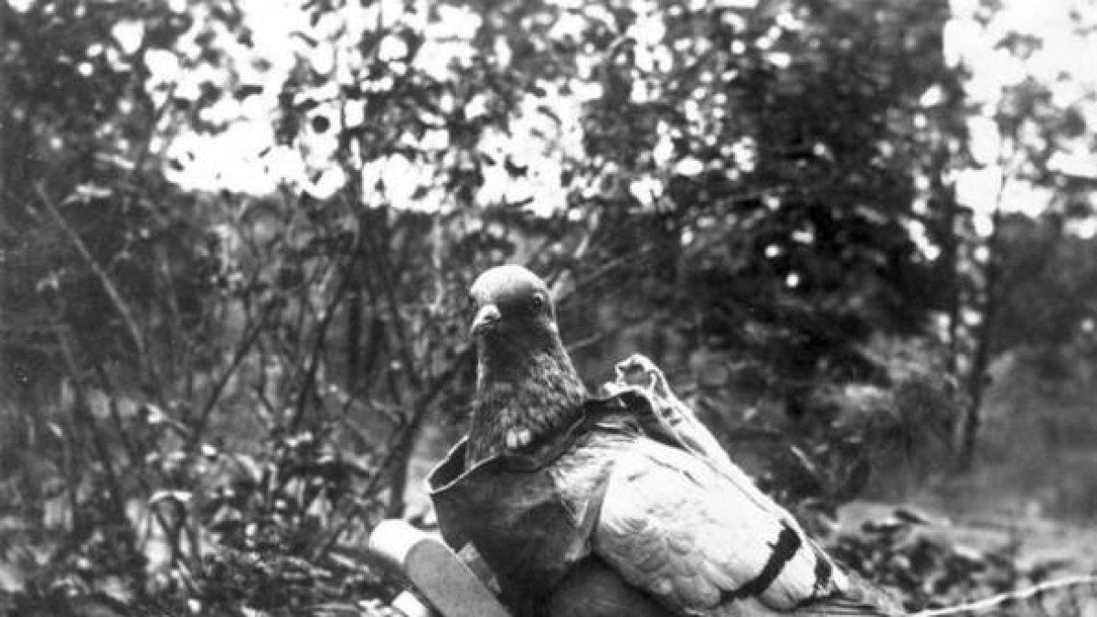 Imagen de una paloma utilizada para espiar.