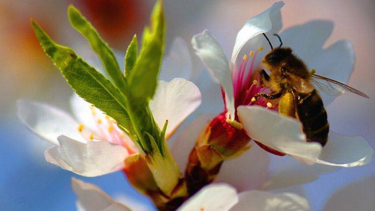 Una abeja liba en un almendro en flor.