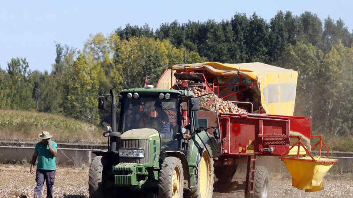 La máquina de recolección es la misma que se utiliza para la patata. MARCIANO PÉREZ