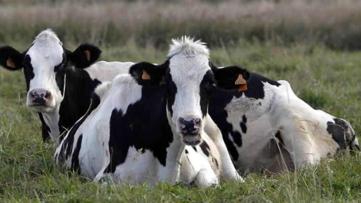 Aparecen nuevos casos en las ganaderías lecheras.