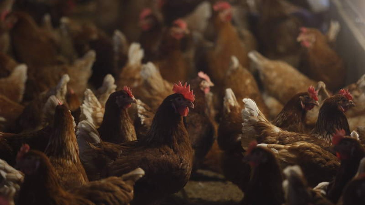 El sector de la carne de aves prevé la mejora de la transparencia del mercado. jesús f. salvadores