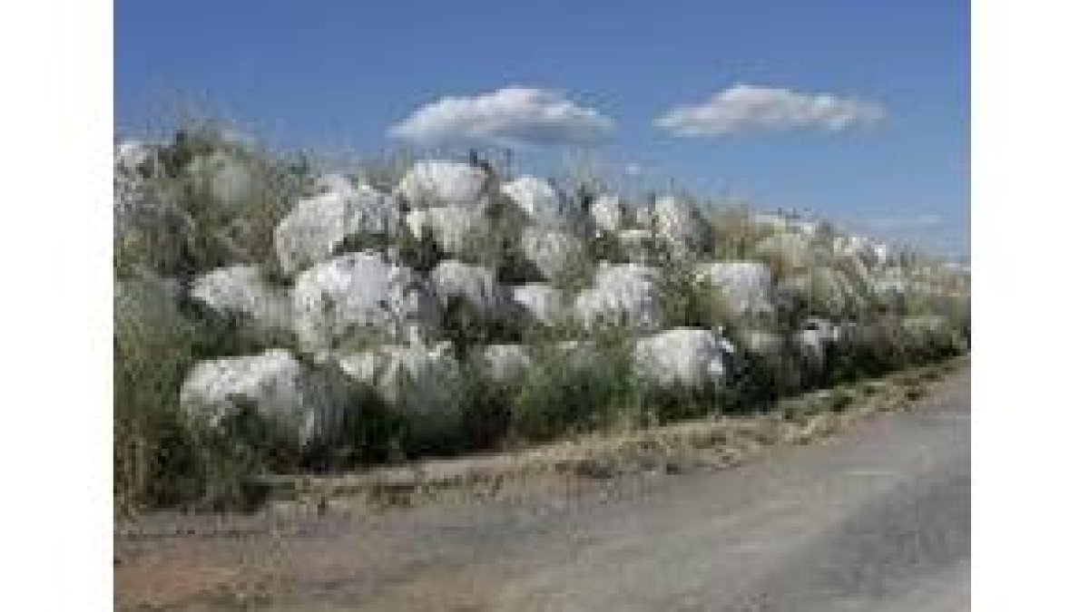 Los fardos de basura están acumulados en una finca arrendada a la entidad gestora de los residuos