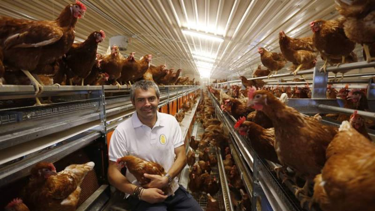Víctor Zamorano en el interior de la nave donde duermen sus 4.250 gallinas camperas, que se crían en libertad
