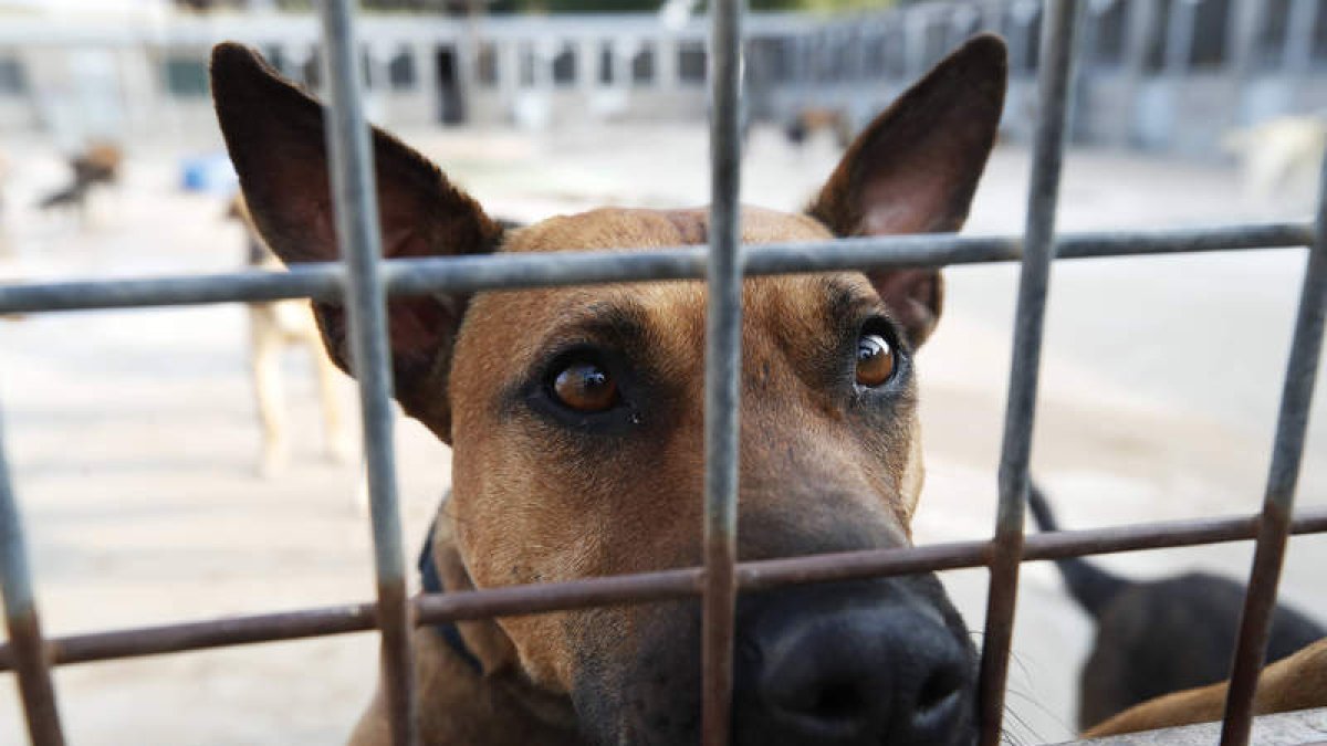 Cada año son abandonados cientos de perros en la provincia. RAMIRO