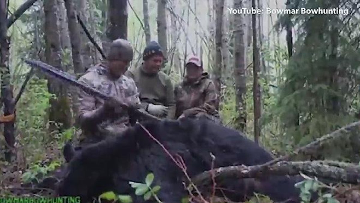 El cazador Josh Bowmar se graba cazando un oso con una jabalina en Alberta, Canadá.