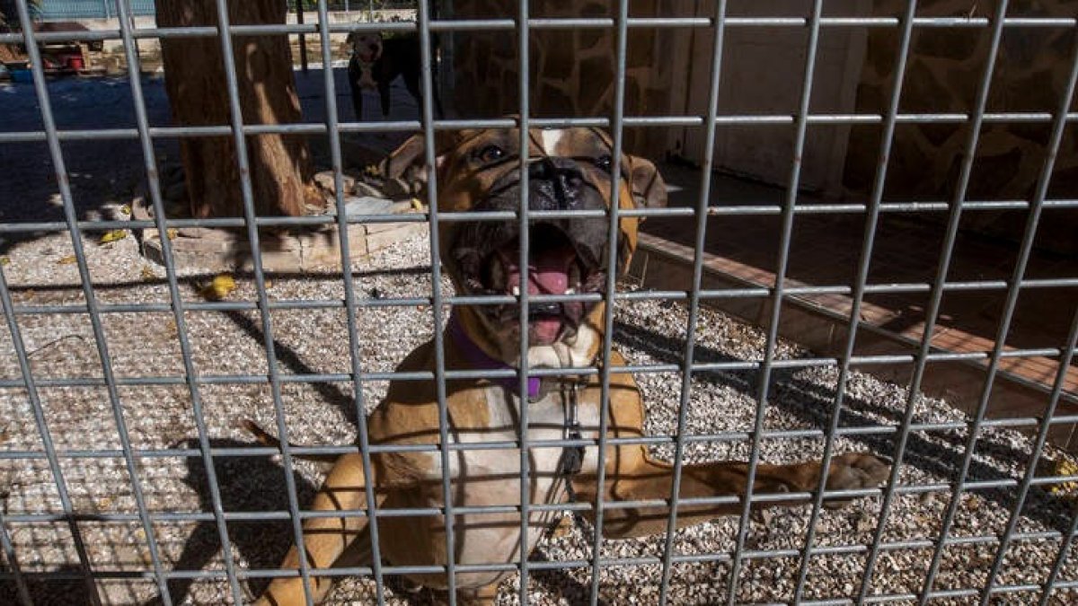 Uno de los perros que atacó mortalmente el pasado domingo a una mujer en Murcia. MARCIAL GUILLÉN