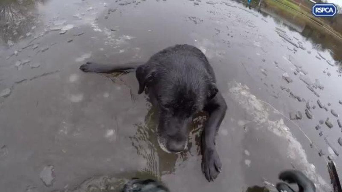 Rescate de un perro en las aguas congeladas del río Wansbeck, Northumberland (Reino Unido).