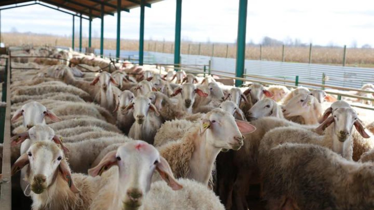 Explotación ganadera de ovejas en León