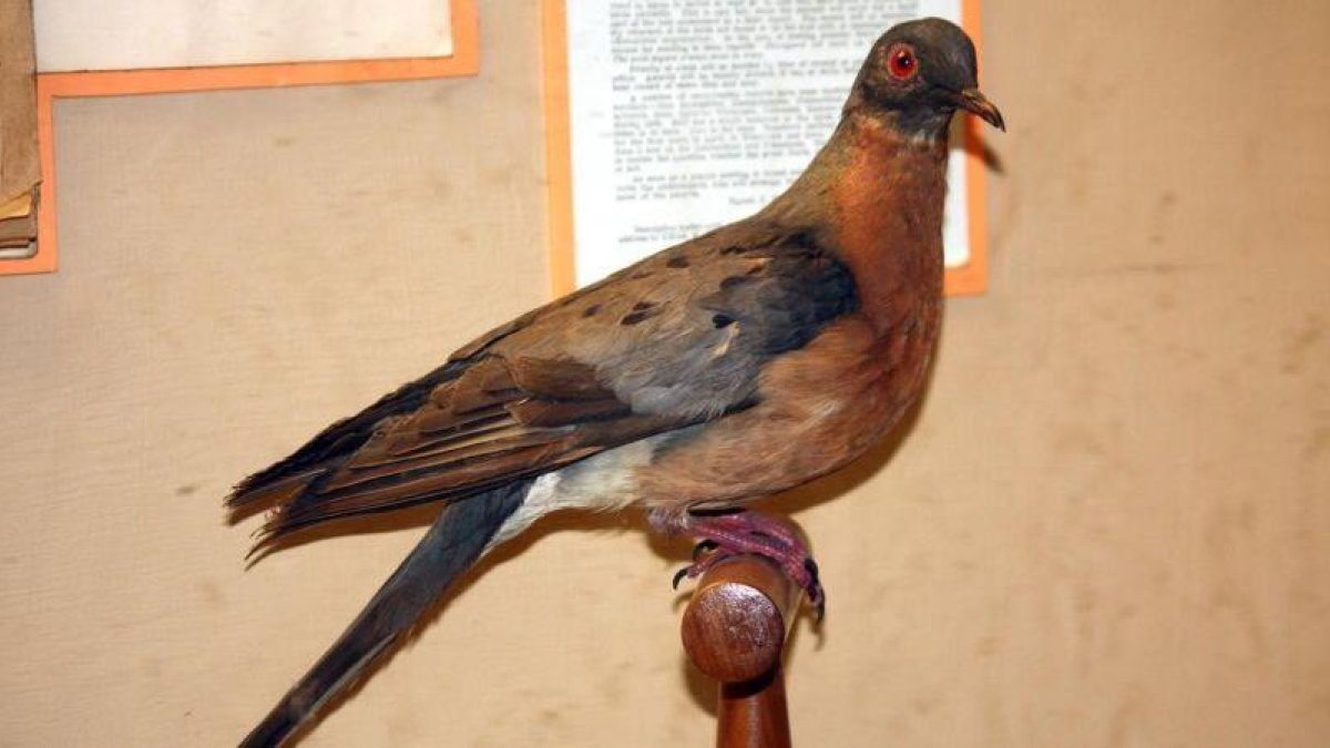 Ejemplar disecado de paloma migratoria conservado en el Zoo de Cinicinnati.