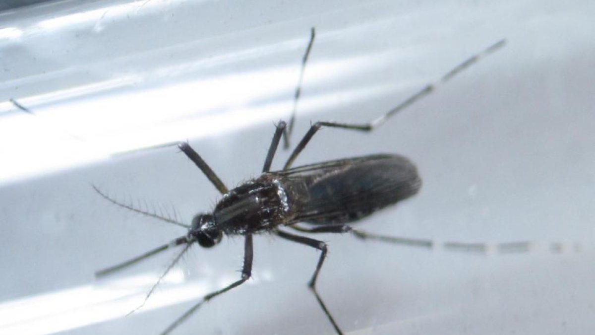 Un mosquito Aedes aegypti, vector del virus del zika, captado en Monterrey (México).