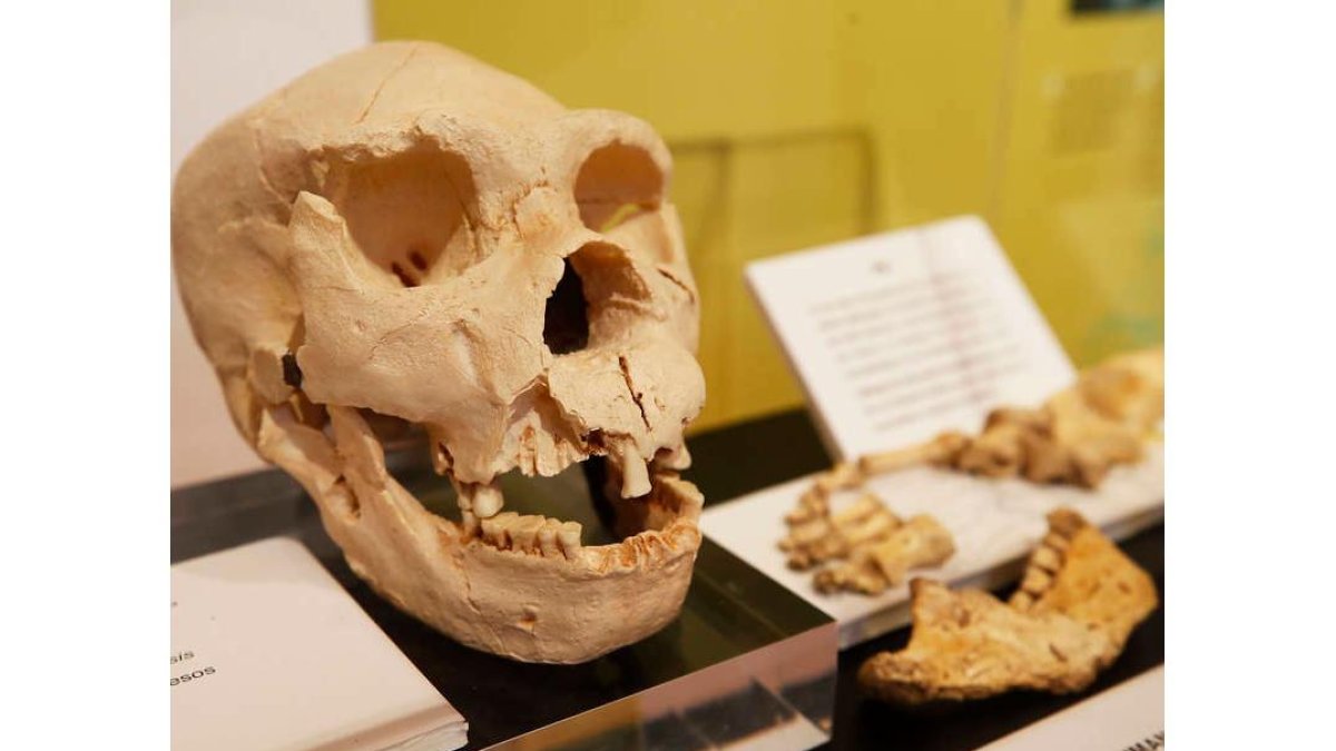 Una mandíbula humana en una exposición sobre la sierra de Atapuerca.