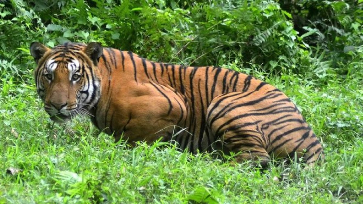 Tigre de Bengala, en una imagen de archivo