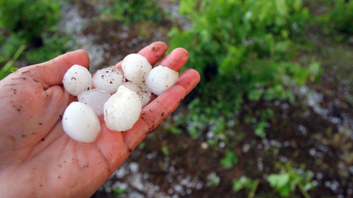 Cosechas en el Bierzo afectados por la granizada. CÉSAR SÁNCHEZ