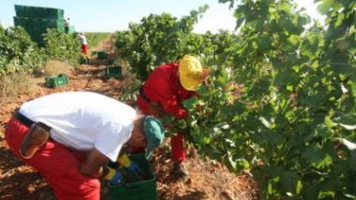 La viticultura es una actividad agrícola en gran auge.
