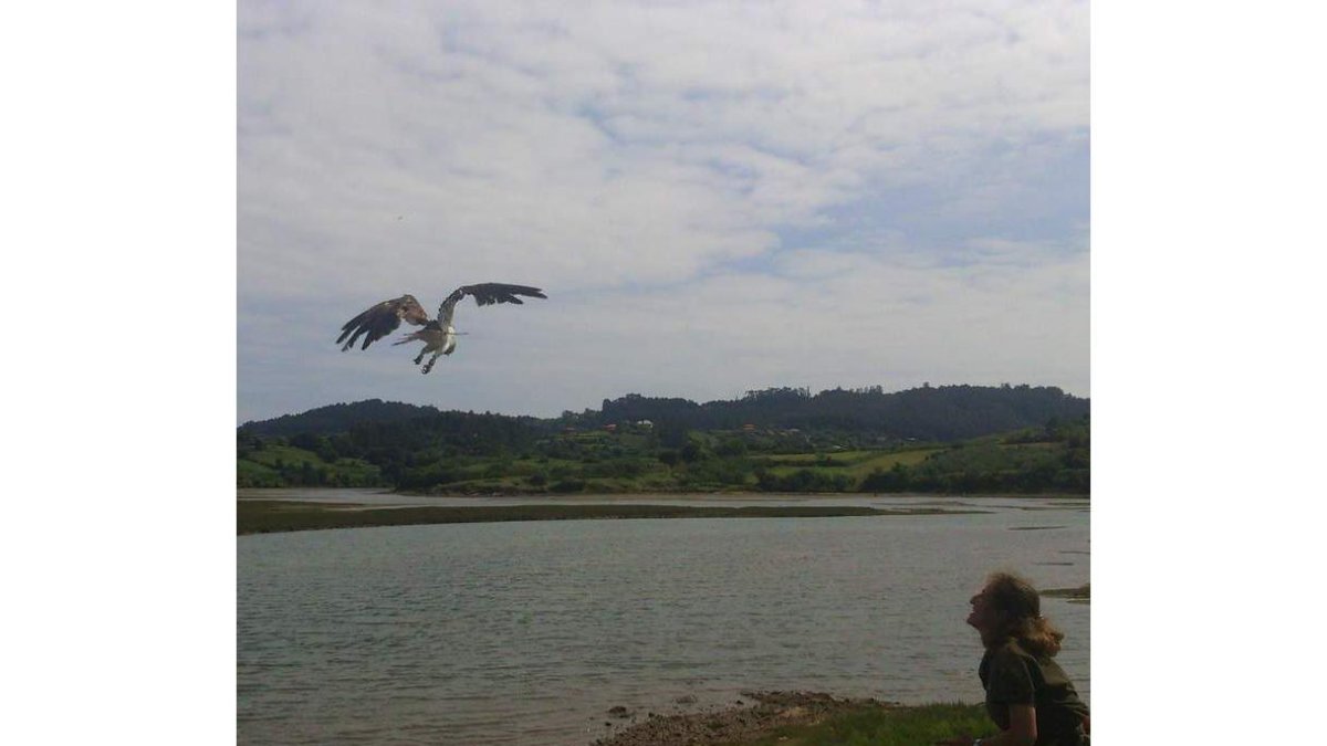 El águila pescadora es liberada por la bióloga del Fapas, Doriana Pando, tras anillarla y pesarla. LUCÍA MORÁN / ISOLINA CUELI