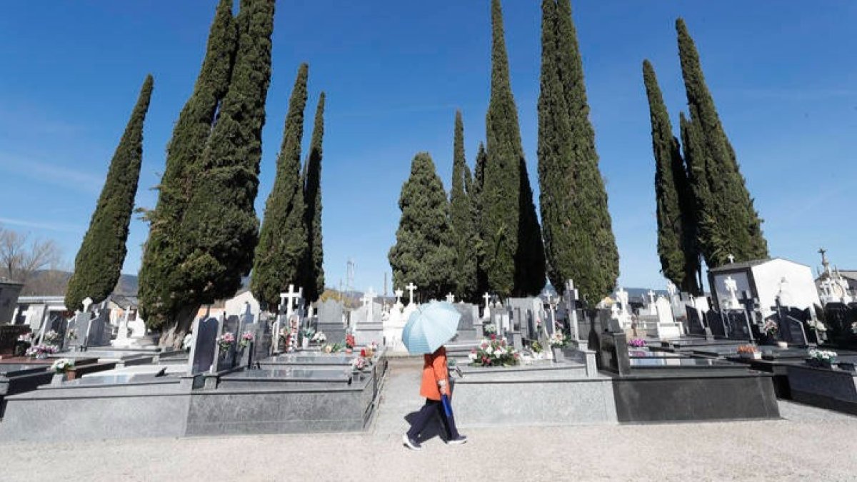 Una mujer pasea ayer por el cementerio de Cacabelos resguardada del sol por un paraguas ante los famosos cipreses. LUIS DE LA MATA