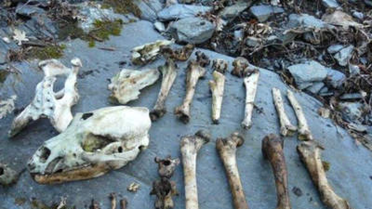 Los restos del oso hallados en la zona de Páramo del Sil