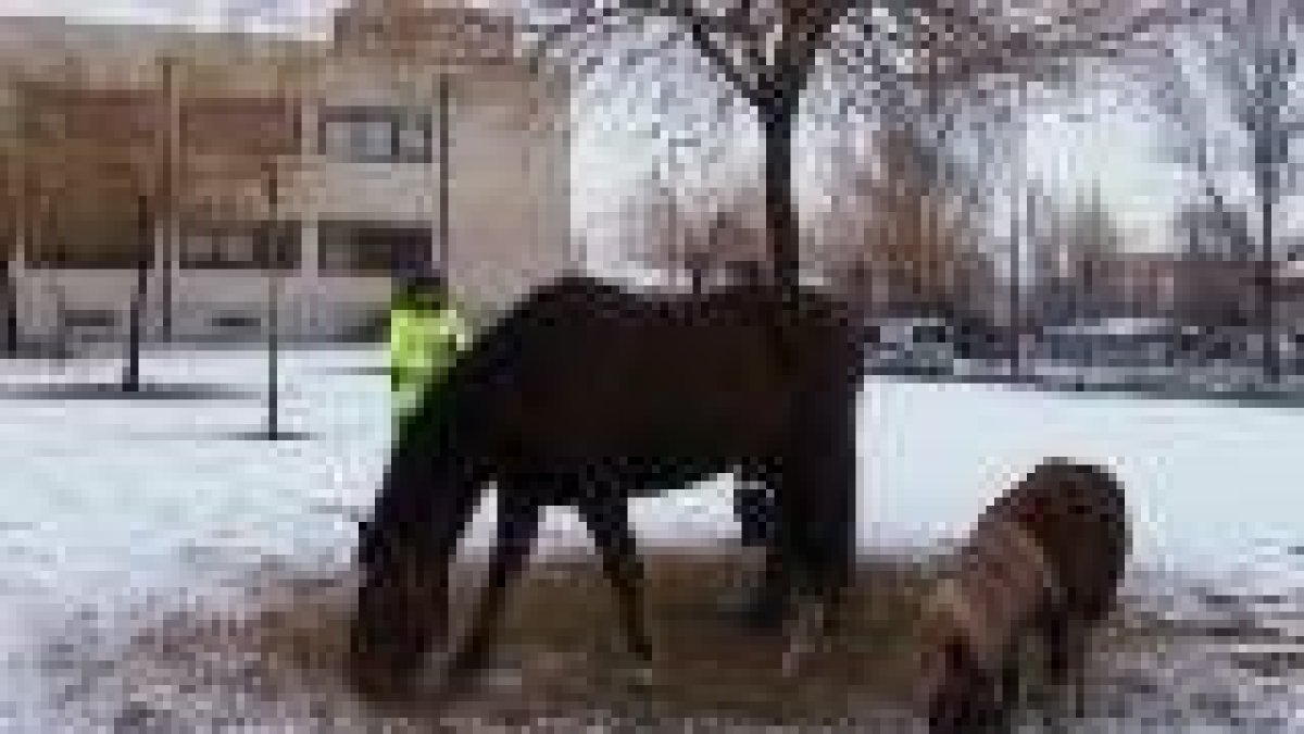 El caballo y el pony, pastando tranquilamente cerca del ayuntamiento