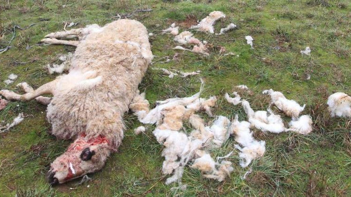 Una oveja yace muerta por un ataque de lobos en Congosto, en una imagen de archivo.