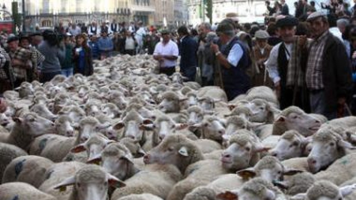 Las obras en Madrid también afectaron a las ovejas, que tuvieron que acortar trayecto