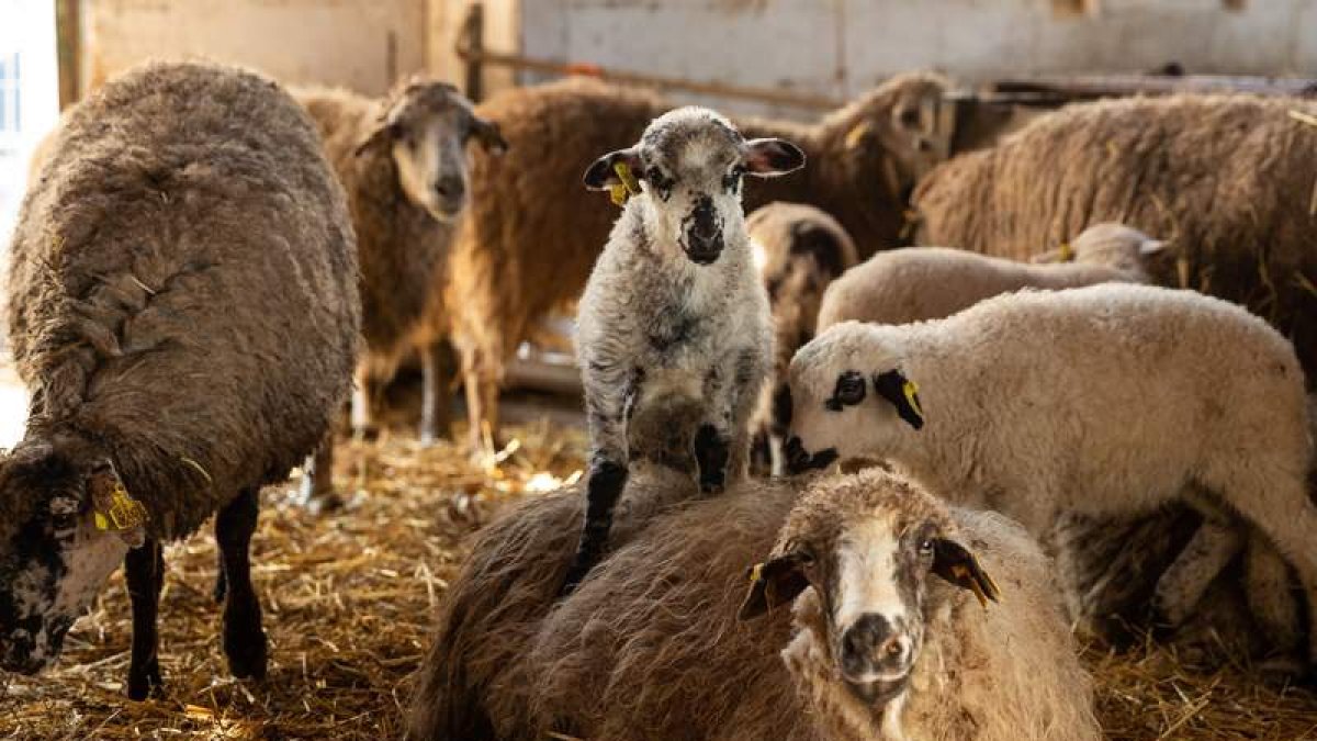 Un rebaño de ovejas para el sacrificio. efe