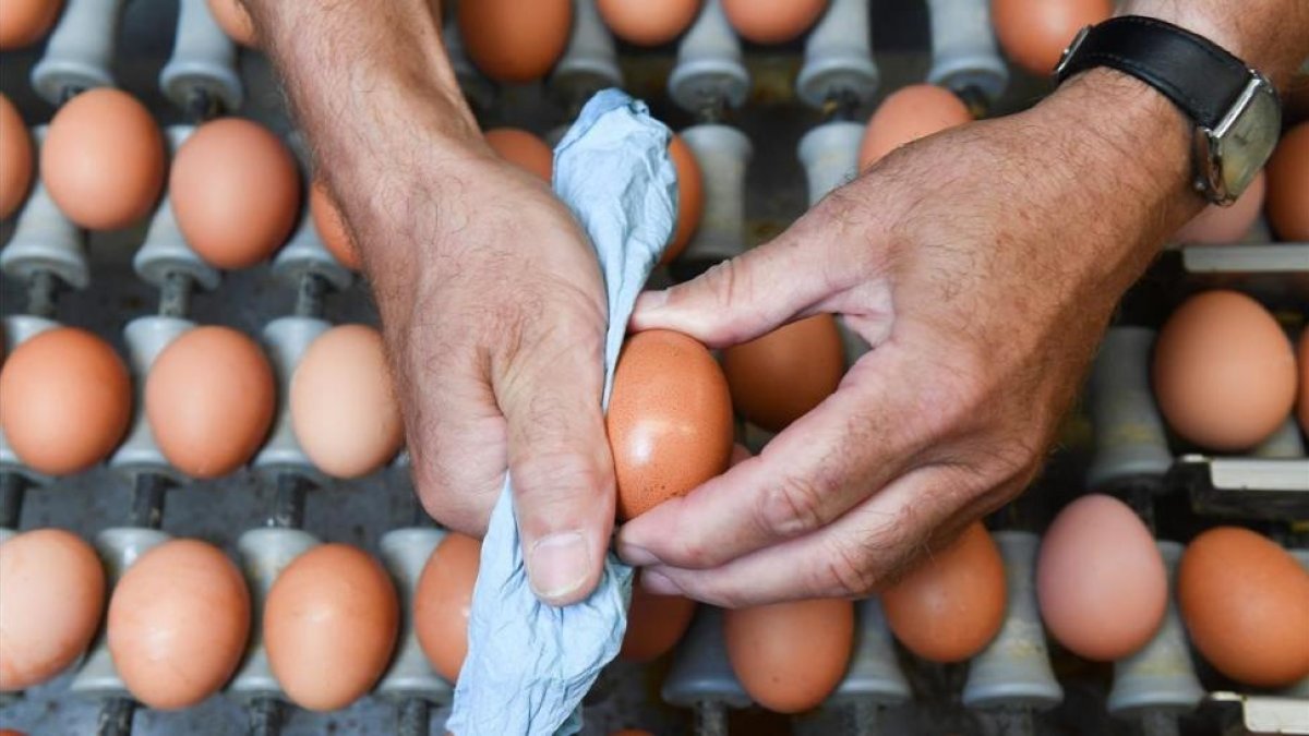 Un operario limpia un huevo en una granja suiza.