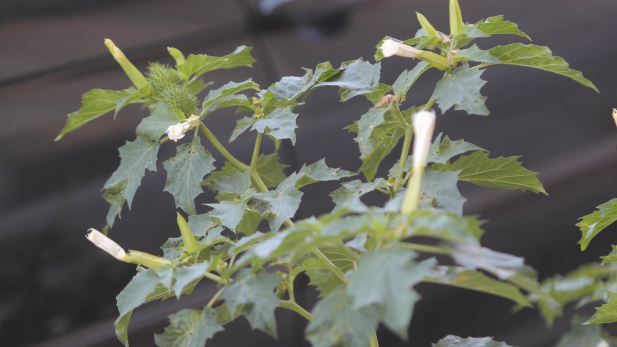 Una planta de estramonio, L. DE LA MATA