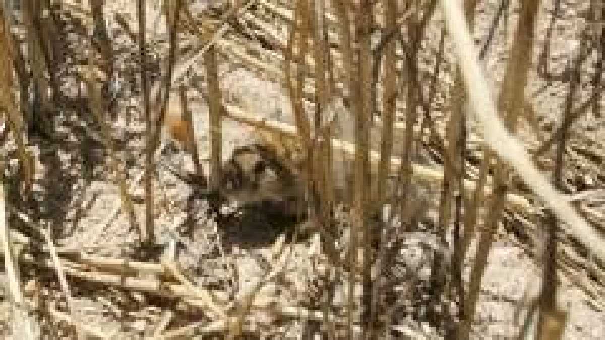 Uno de los miles de roedores que componen la plaga que afecta a los sembrados de varias provincias
