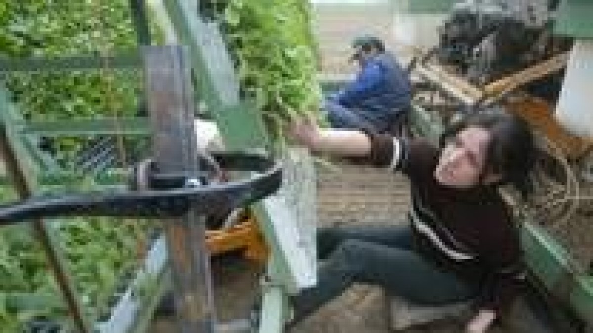 Dos inmigrantes búlgaros plantan brócoli en una finca de Fresno de la Vega con una máquina