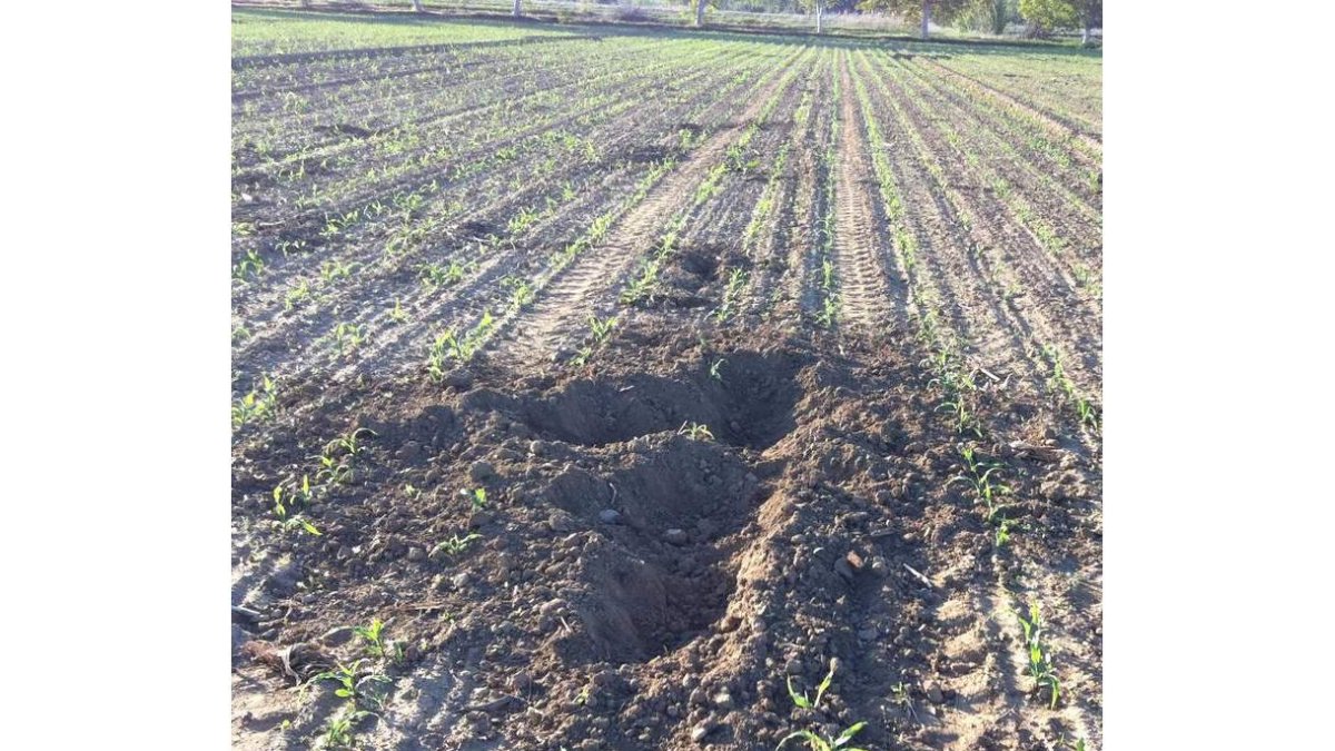 Una de las fincas de maíz del Esla destrozada por un jabalí.