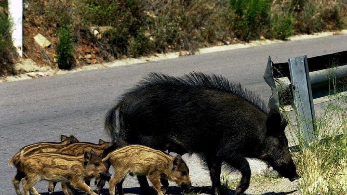 Una jabalí con sus cachorros cruza una carretera. ANDREU DALMAU