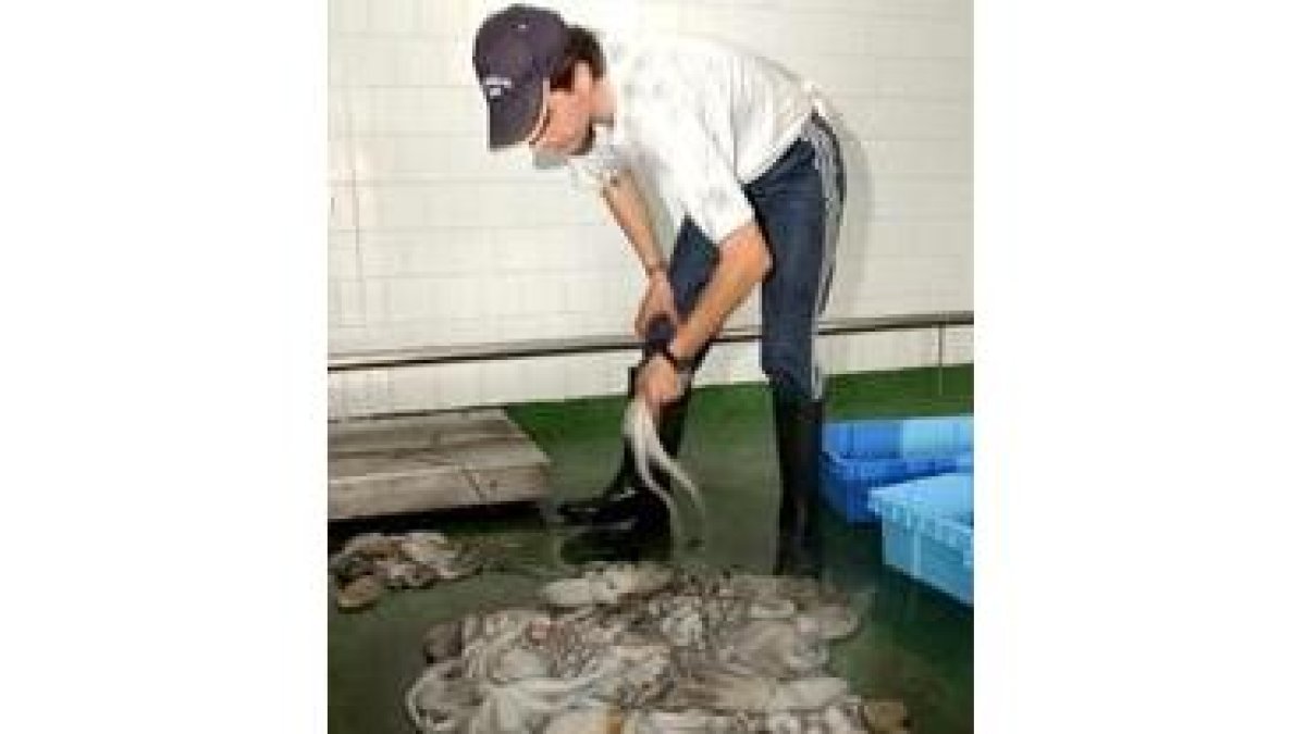 Un pescador limpia las capturas del primer día después del «Prestige»