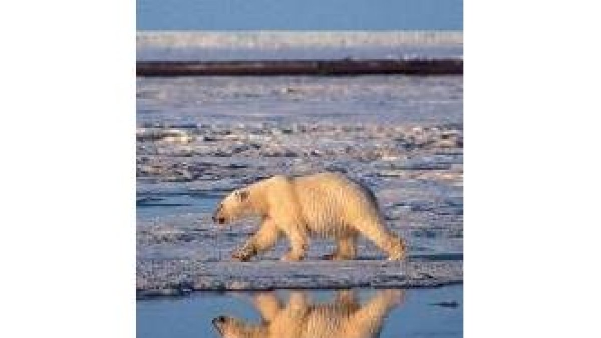 La contaminación hace peligrar la vida de animales como el oso polar