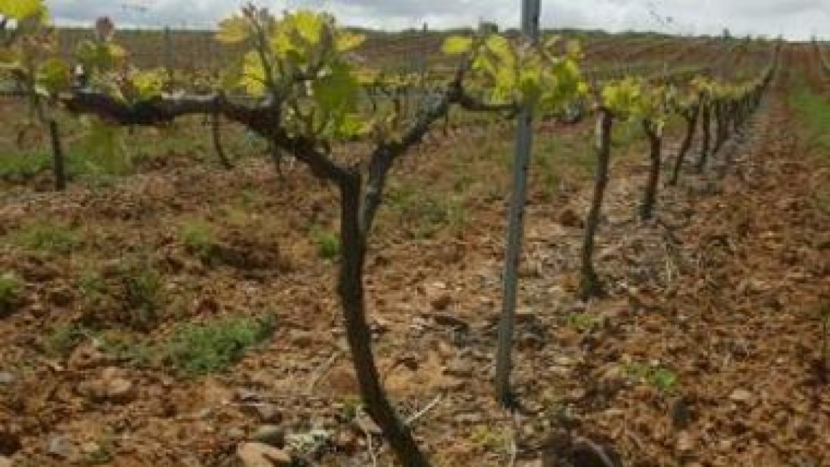 Los productos vitivinícolas han cobrado un gran peso en el aumento de las exportaciones.