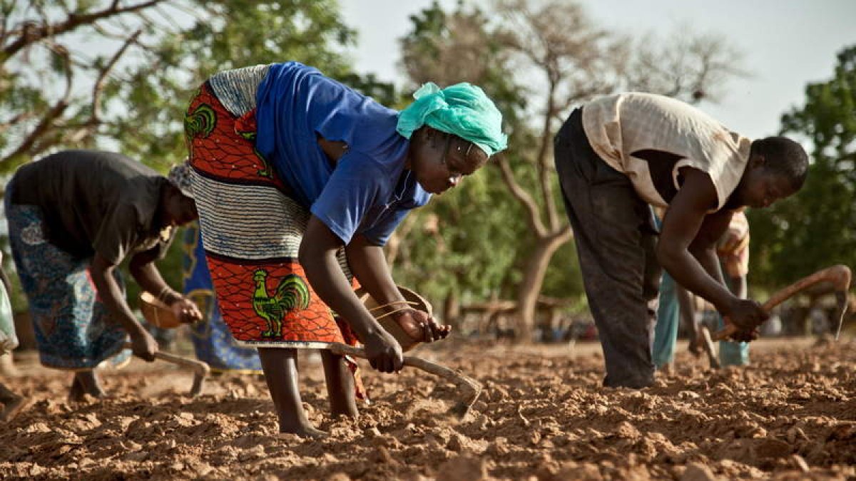 Varios campesinos que buscan sustento en sus tierras en la región del Sahel, castigada por la pobreza alimentaria. tosco