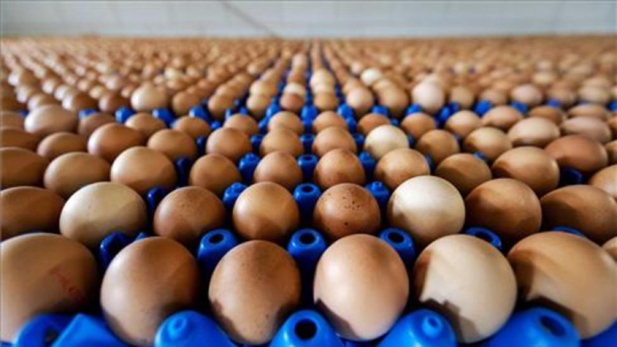 Vista de la producción de huevos de una granja en Putten (Holanda)