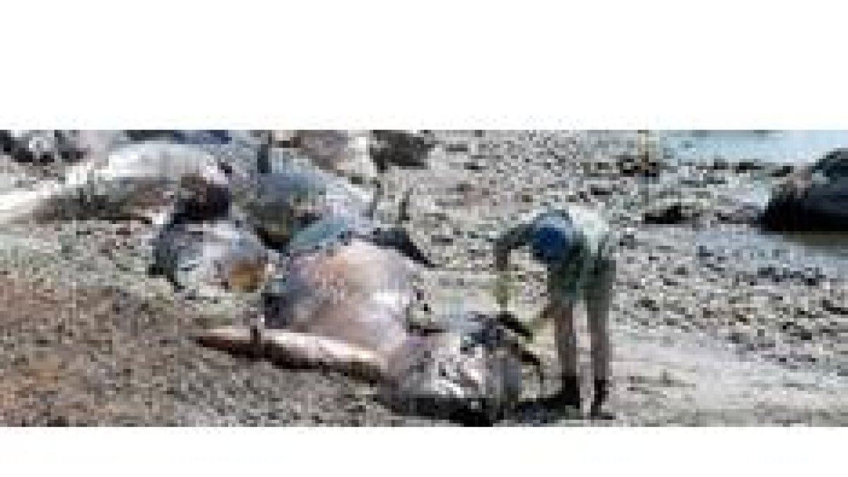 Parte de las 103 ballenas encontradas muertas en la playa