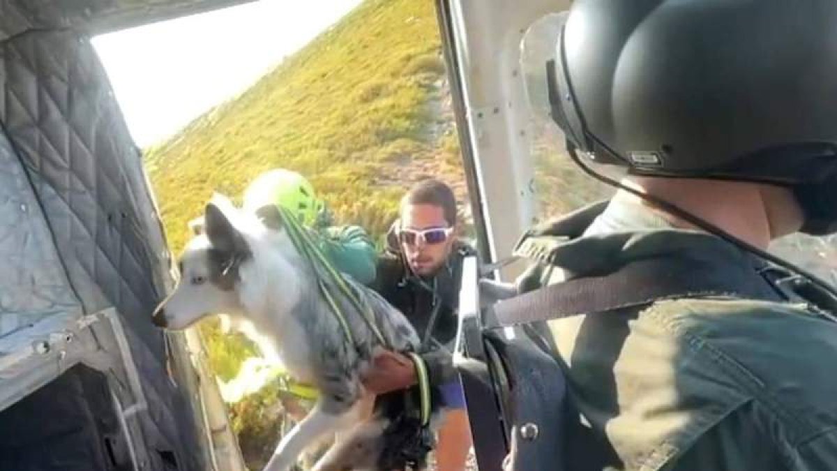 Un agente introduce al perro en el helicóptero. GUARDIA CIVIL