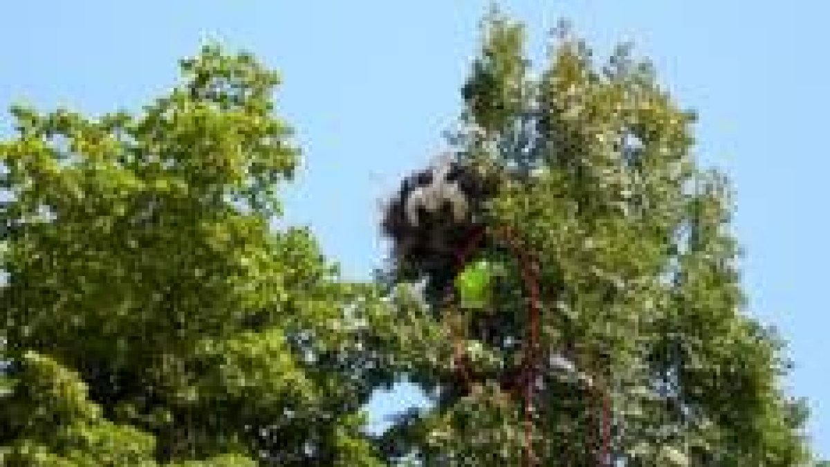 Dos agentes treparon por el árbol para rescatar al ave