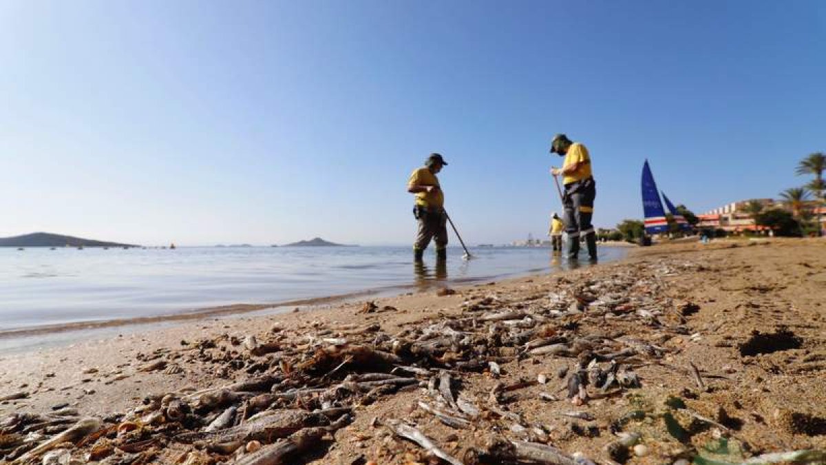 Imagen de los peces y crustáceos muertos en la orilla de una playa del Mar Menor. JUAN CARLOS CAVAL