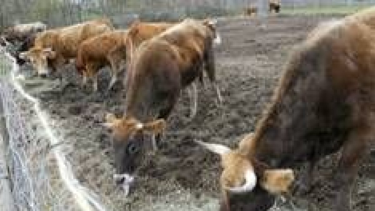 Las vacas salvajes son recluidas en unos rediles especiales donde aguardan su traslado al matadero