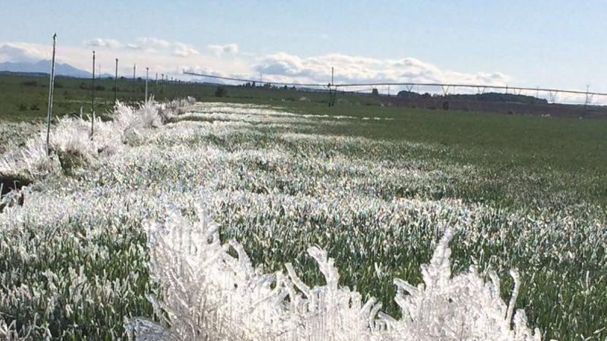 Helada en un campo de Sahelices del Payuelo.