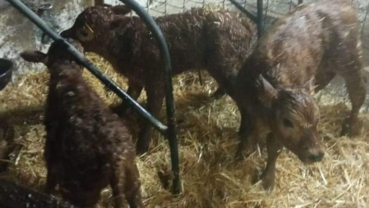 Los terneros trillizos en el establo donde nacieron de una vaca que se llama Limonera. DL