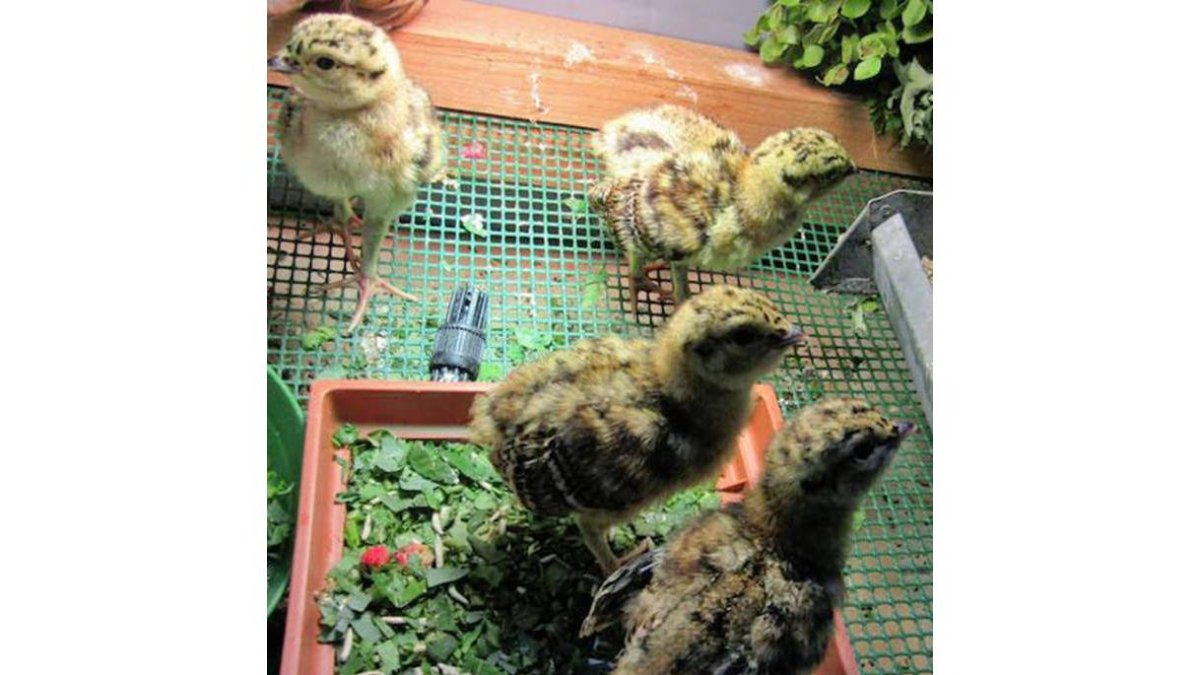 Un grupo de pollos nacidos en cautividad en un centro de cría. DL