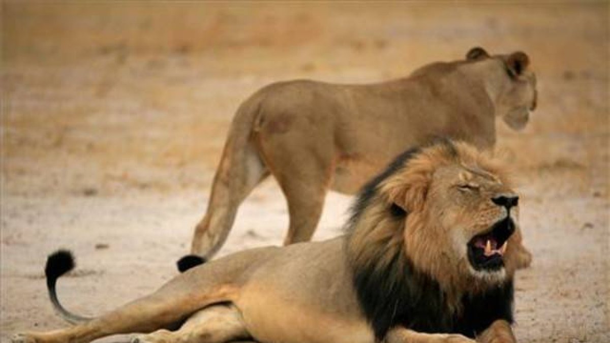 Cecil, el león más famoso de Zimbabue.