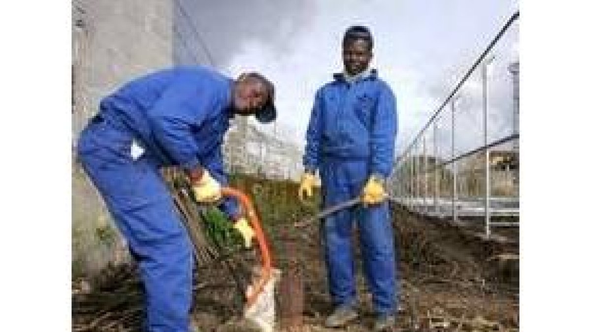 Dos subsaharianos trabajan en un invernadero español