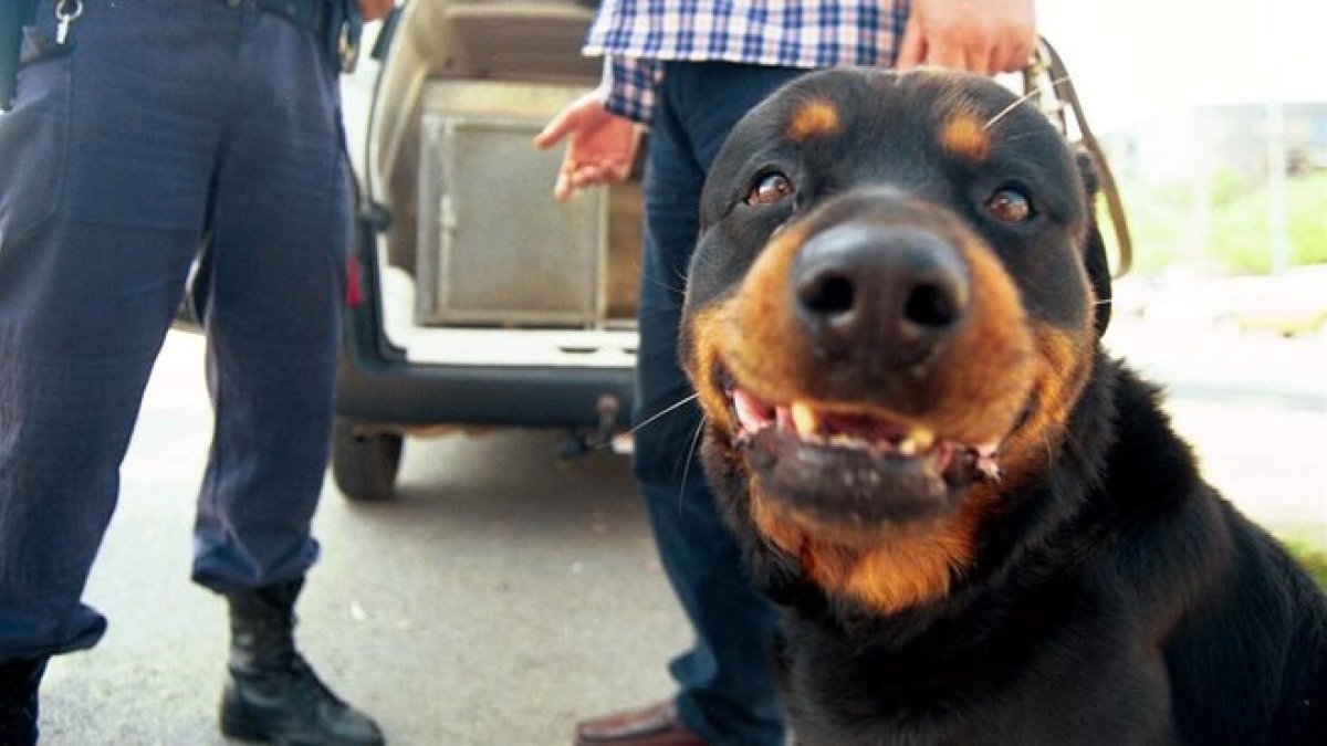 Un rottwailer durante un control de la Guardia Urbana de Barcelona.