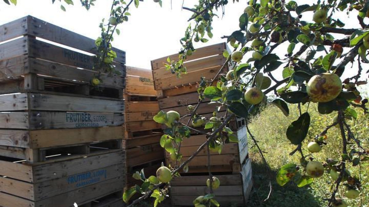 Plantación de manzanos en la comarca del Bierzo